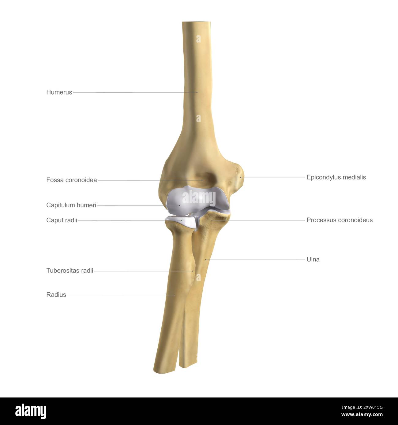 Beschriftete Abbildung der menschlichen Ellenbogenknochen von vorne (Vorderansicht). Stockfoto