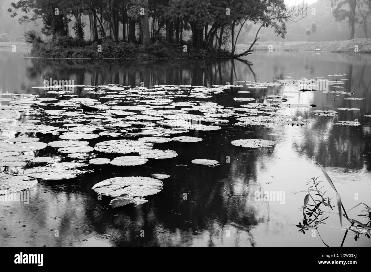 Schwarzweiß-Schwarzweiß-Bild der Reflexion von Bäumen über dem Wasser eines Sees, voller Blätter von Wasserlilien, Familie Nymphaeaceae, blühende Pflanze Stockfoto