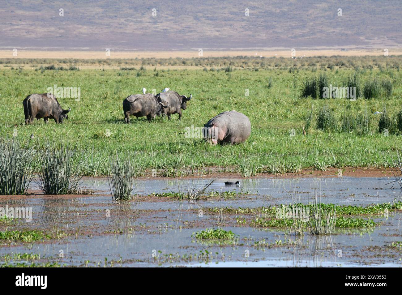 Flusspferde und afrikanische Büffel im Gorigor-Sumpf im Ngorongoro-Krater in Tansania Stockfoto