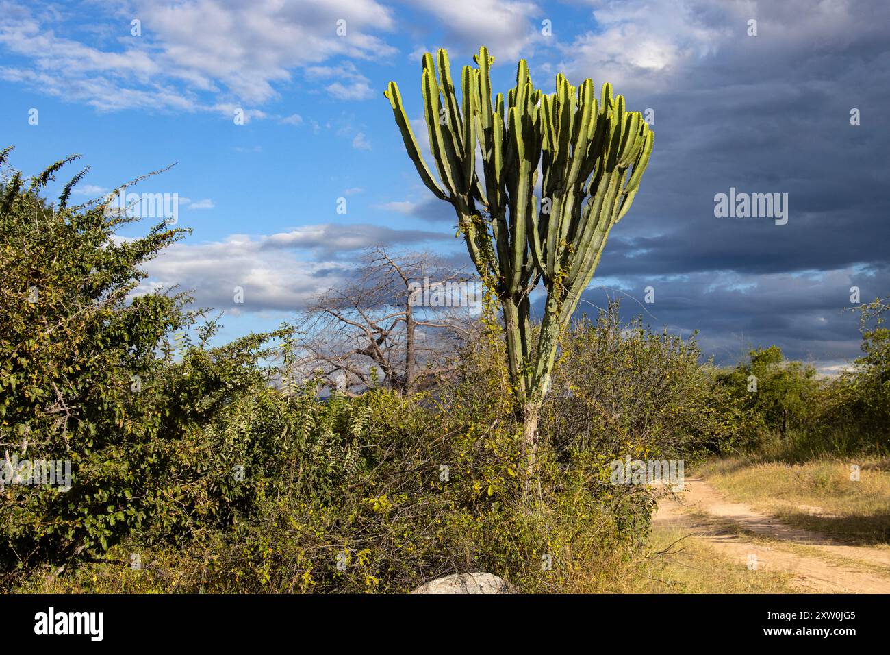 Der größte der Euphorbien, der Candelabra Tree, ist ein markanter Sukkulent, der an die trockenen und felsigen Regionen Afrikas angepasst ist. Stockfoto