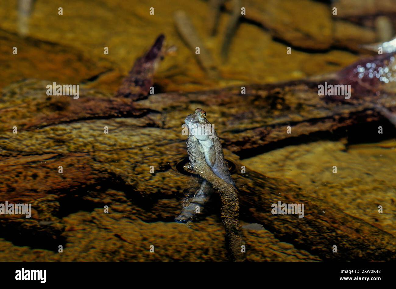 Periophthalmus argentilineatus (auch „Periophthalmus argentilineatus“ genannt) ist eine Art von Schlammskipper, die im Meerwasser, frisch- und Brackwasser beheimatet ist Stockfoto