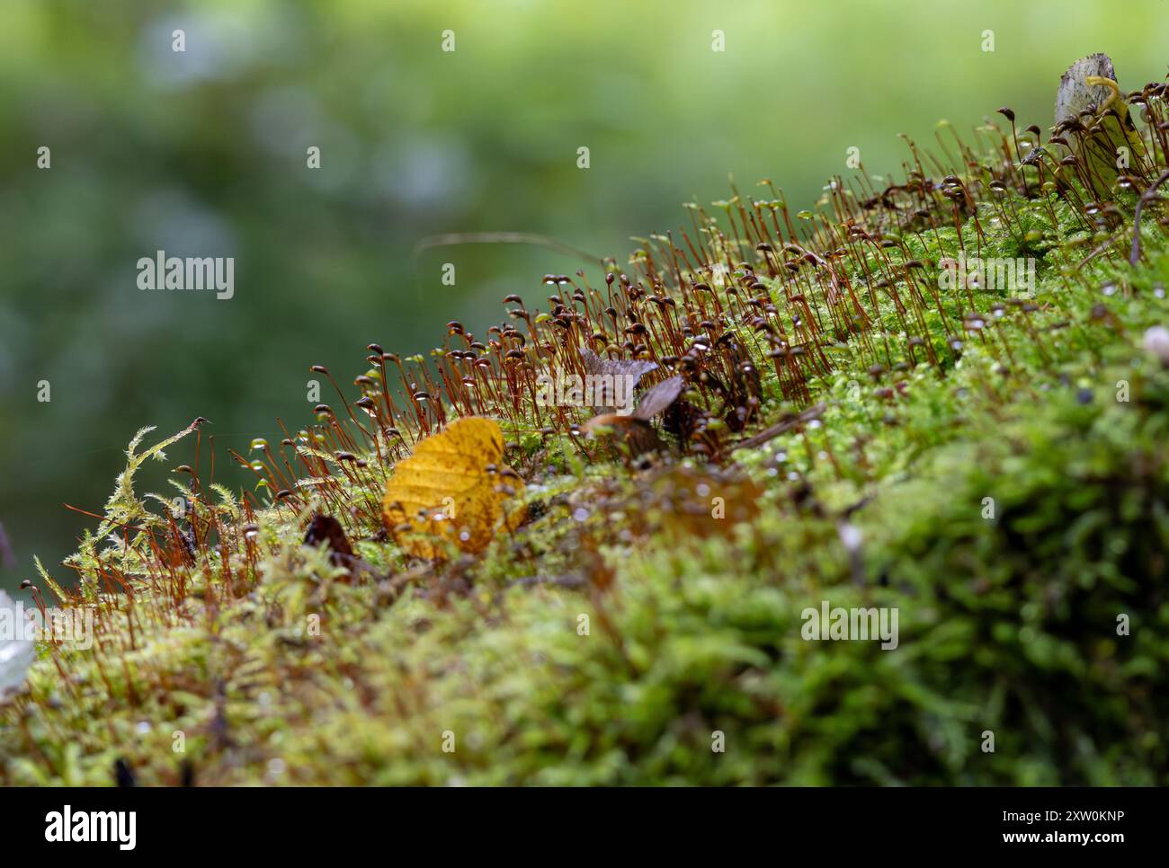 Moos und Blätter auf dem Boden im Wald. Selektiver Fokus Stockfoto