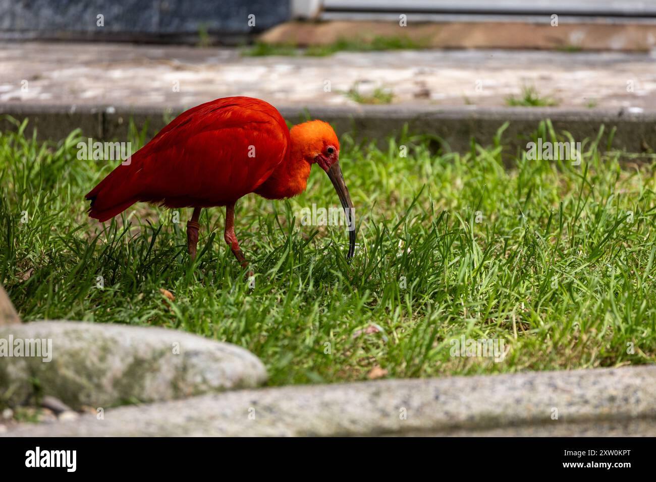 Scharlach Ibis Vogel Eudocimus ruber auf der Suche am Boden Stockfoto