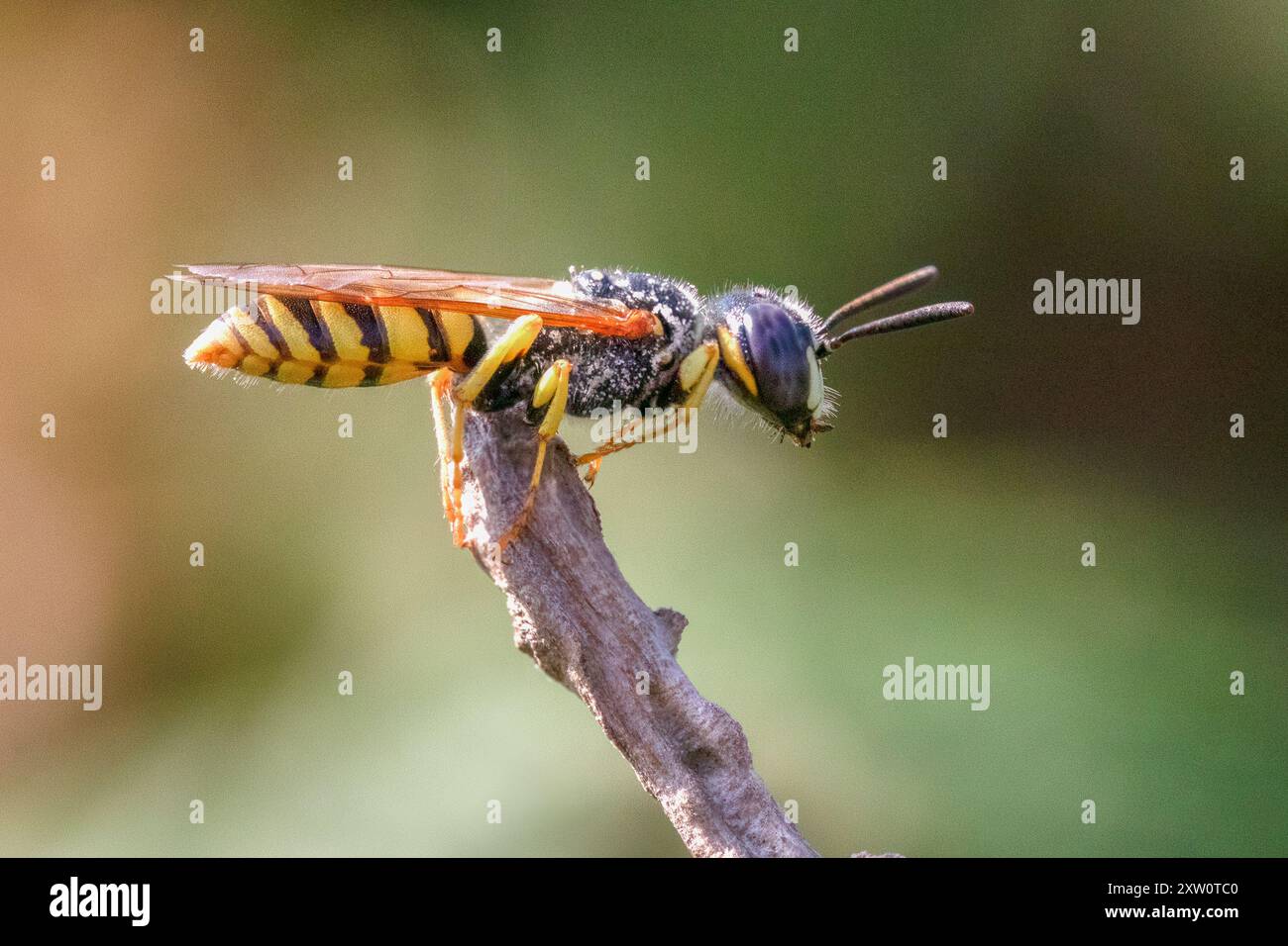 Europäische Bienenwolf Wespe Seitenprofil Nahaufnahme hält oben am Stock zeigt schwarze und gelbe Bauchflügel Antennen offenen Mund Auge grüner Hintergrund Stockfoto