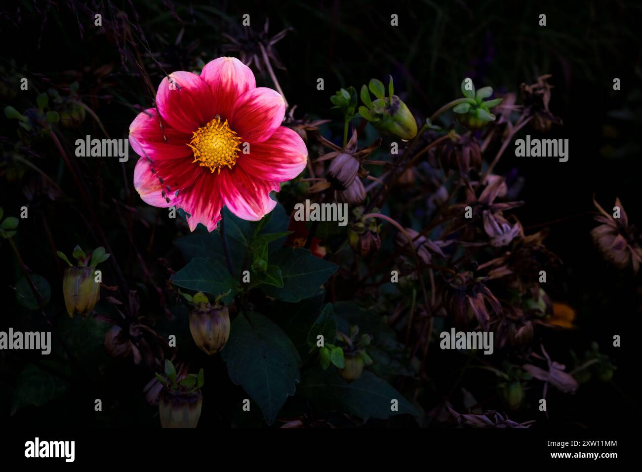 Eine Nahaufnahme einer welkenden Rose, Makroblumenschießen Stockfoto