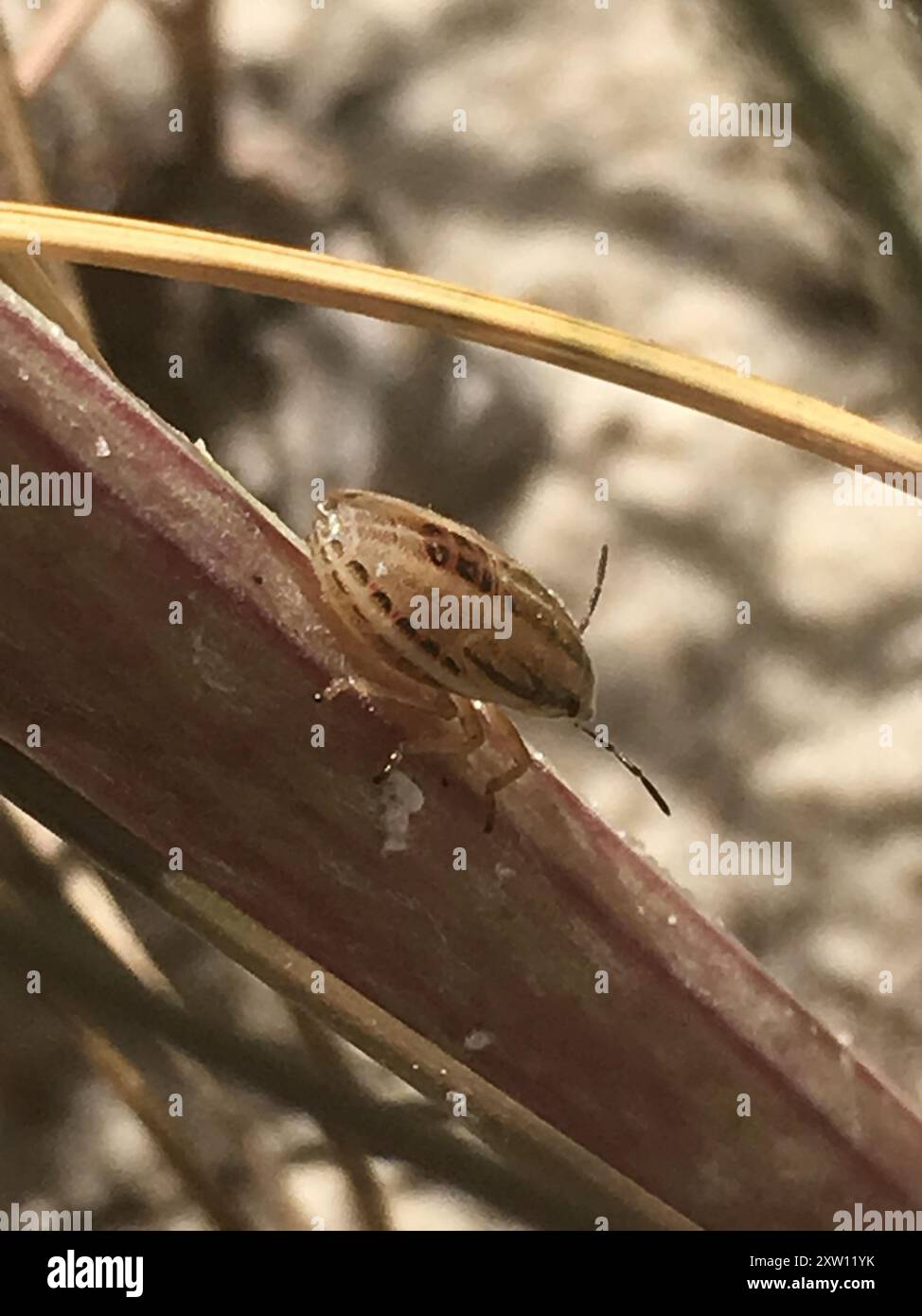 Bischof's Mitre Shield Bug (Aelia acuminata) Insecta Stockfoto