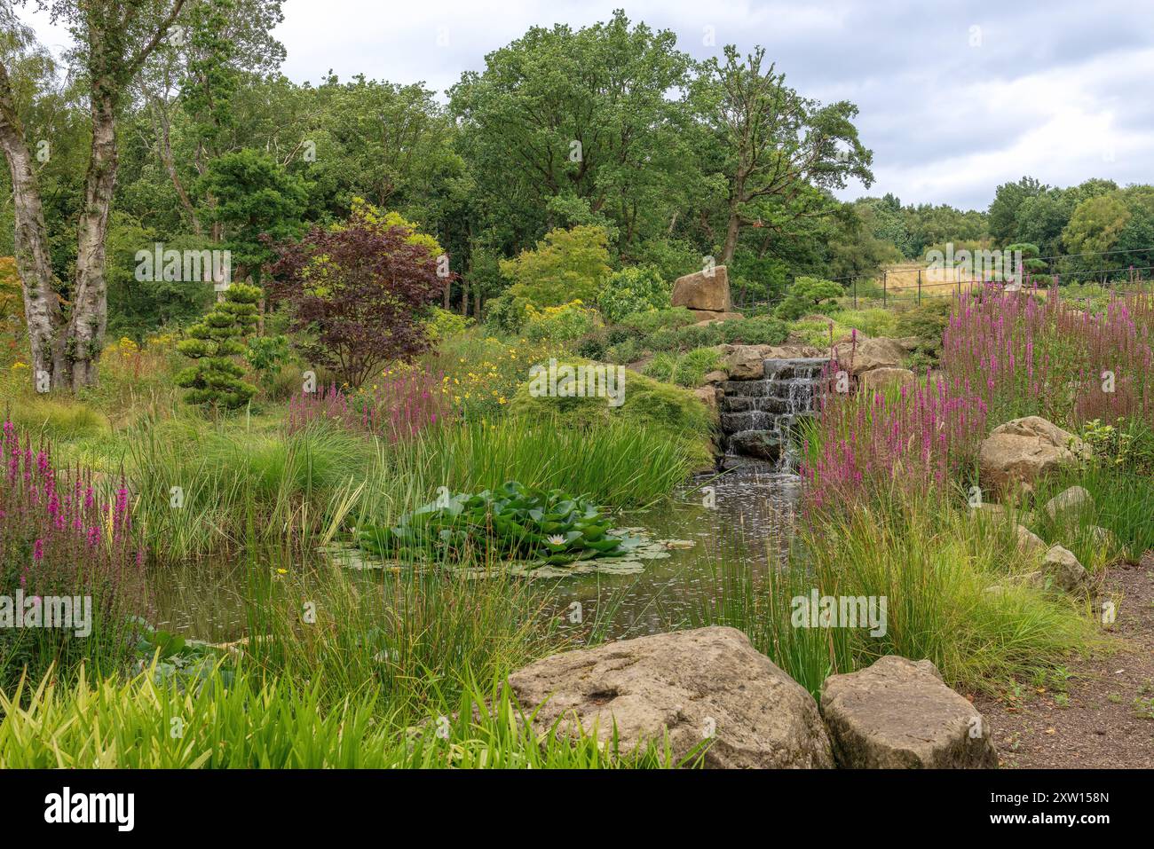 Kleiner Teich mit Seerosen und Wasserfall am RHS Garden Bridgewater in der Nähe von Manchester, Großbritannien. Stockfoto