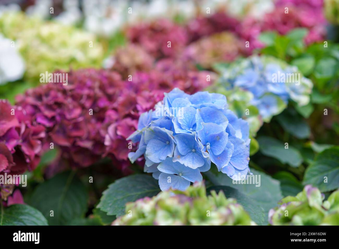 Hydrangea macrophylla Hellviolette Blumenkopf-Nahaufnahme. Lila Hortensia-Blüte. Französische Hortensie blühende Pflanze. Stockfoto