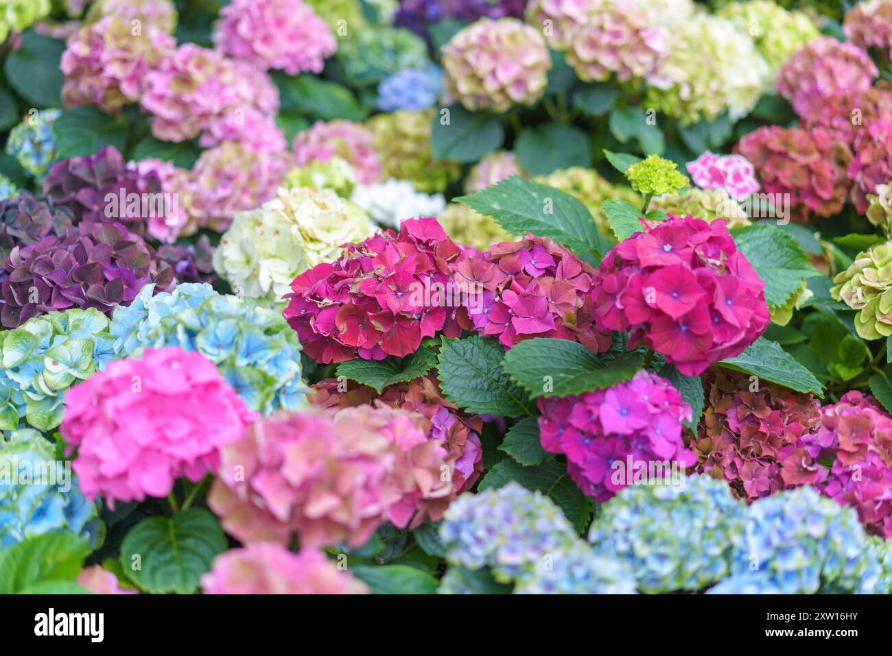 Hydrangea macrophylla Hellviolette Blumenkopf-Nahaufnahme. Lila Hortensia-Blüte. Französische Hortensie blühende Pflanze. Stockfoto