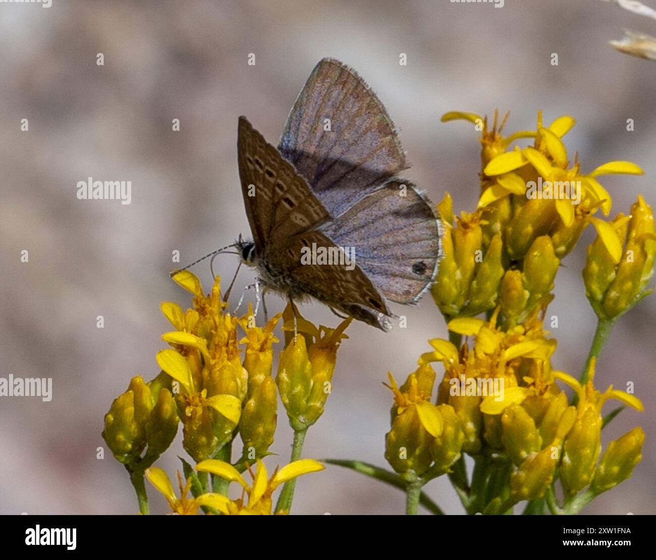 Reakirt's Blue (Echinargus isola) Insecta Stockfoto