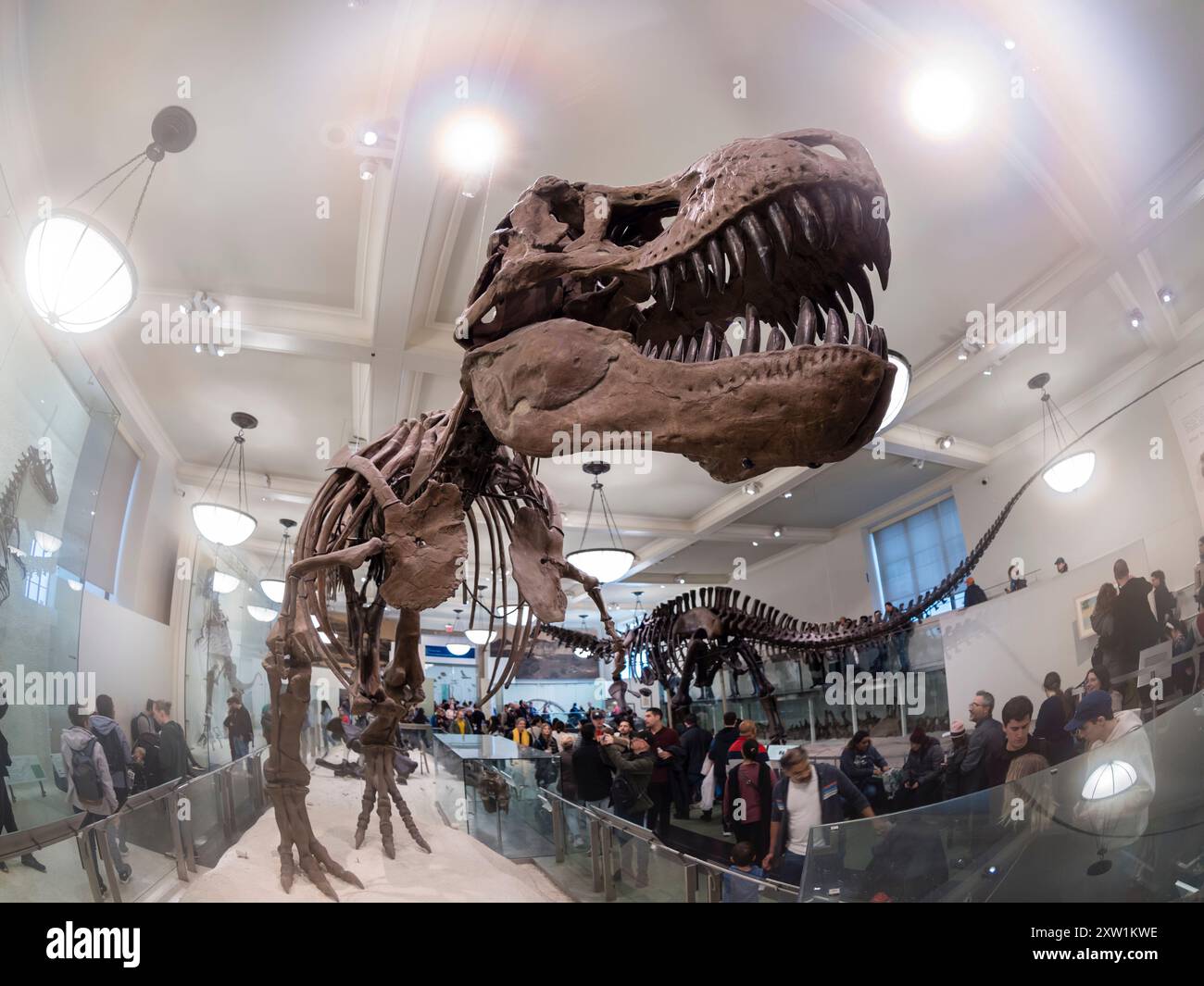 Sceleton of a Tyrannosaurus Rex, ausgestellt im American Museum of Natural History (AMNH) in New York City. Stockfoto