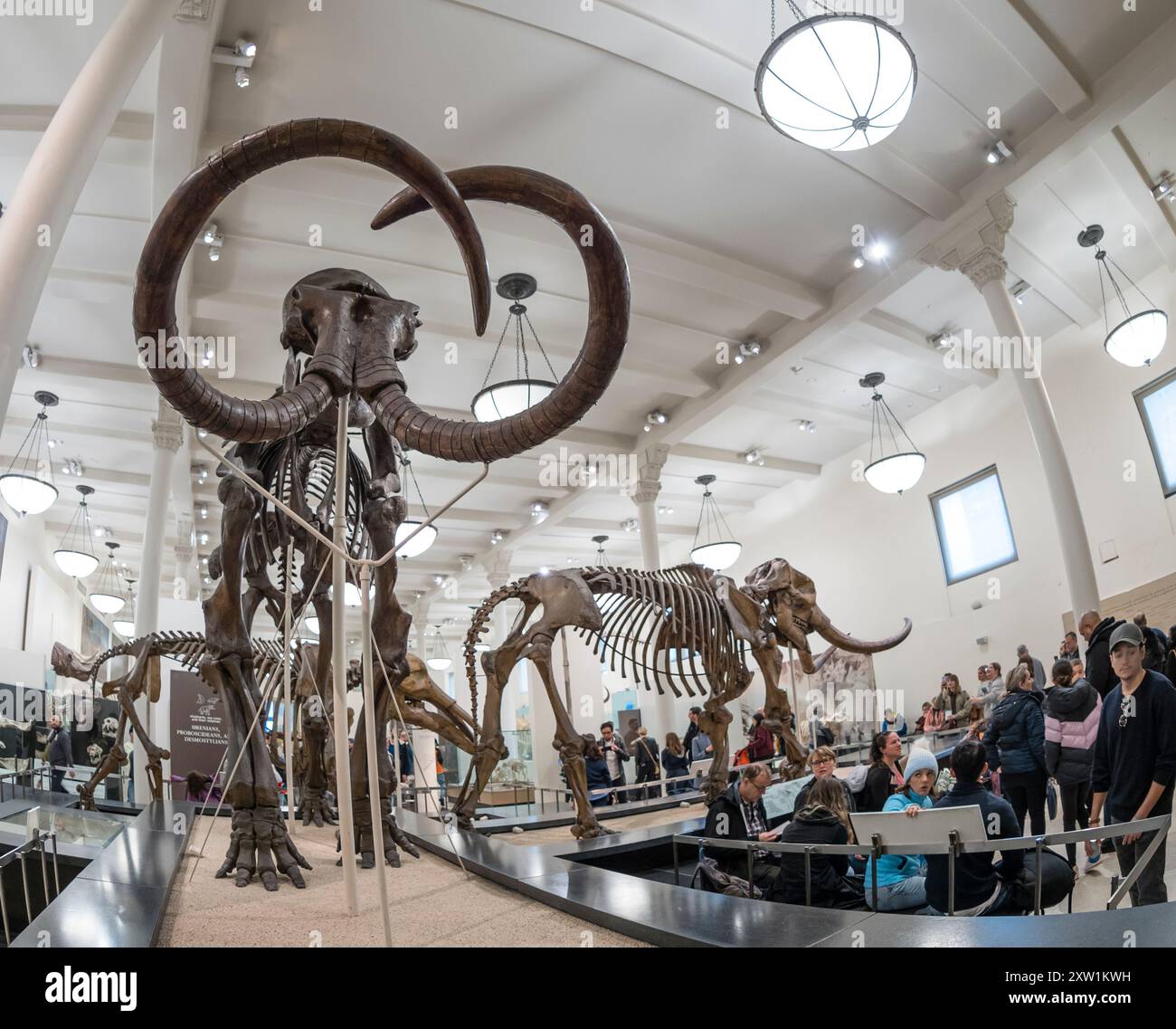 Sceleton eines Mammuts im American Museum of Natural History (AMNH) in New York City. Stockfoto