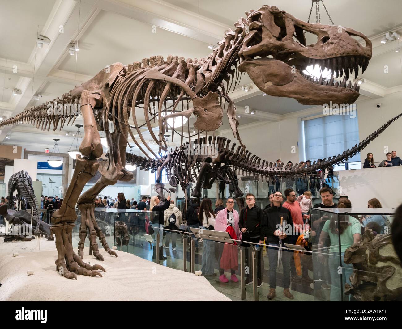 Sceletons of Dinosaurier hier ein Tyrannosaurus Rex), ausgestellt im American Museum of Natural History (AMNH) in New York City. Stockfoto