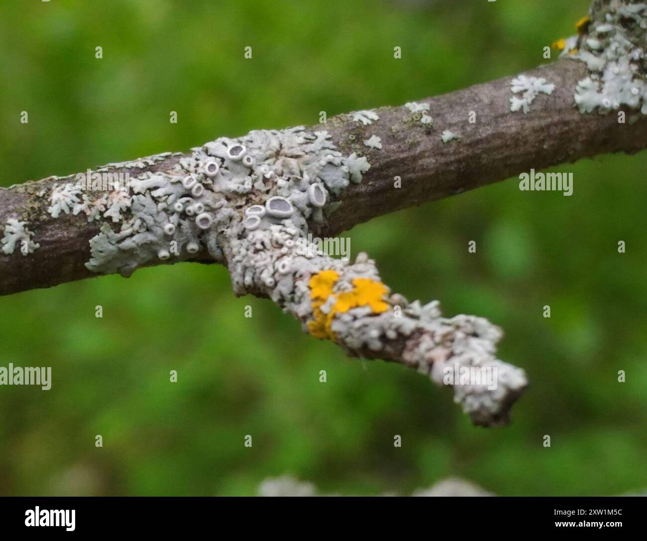 Hornrosettenflechte (Physcia aipolia) Pilze Stockfoto