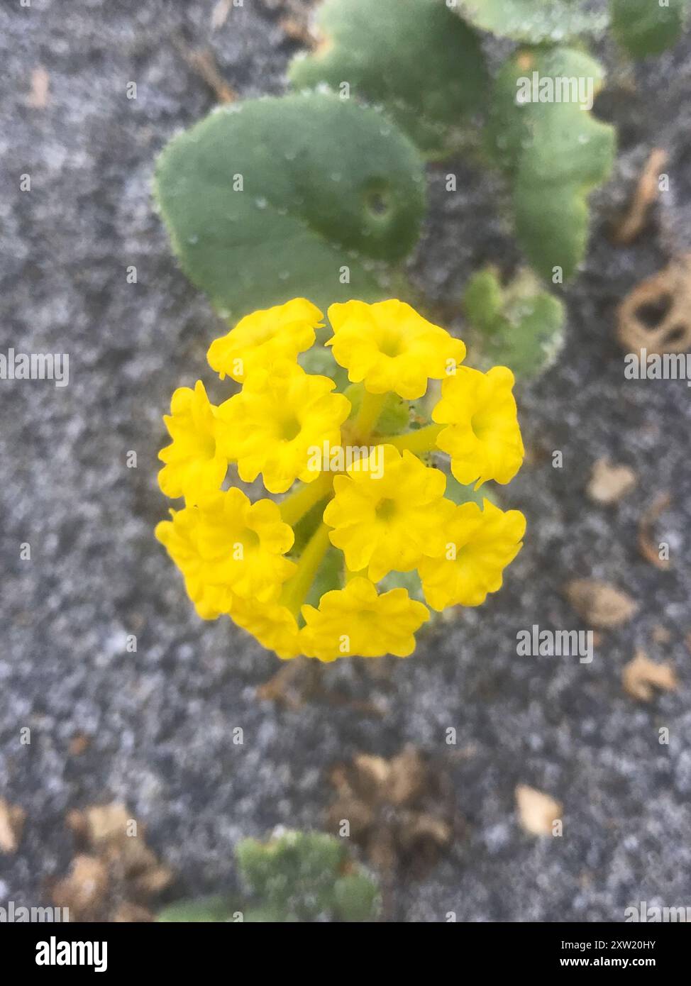 Gelbsand Verbene (Abronia latifolia) Plantae Stockfoto