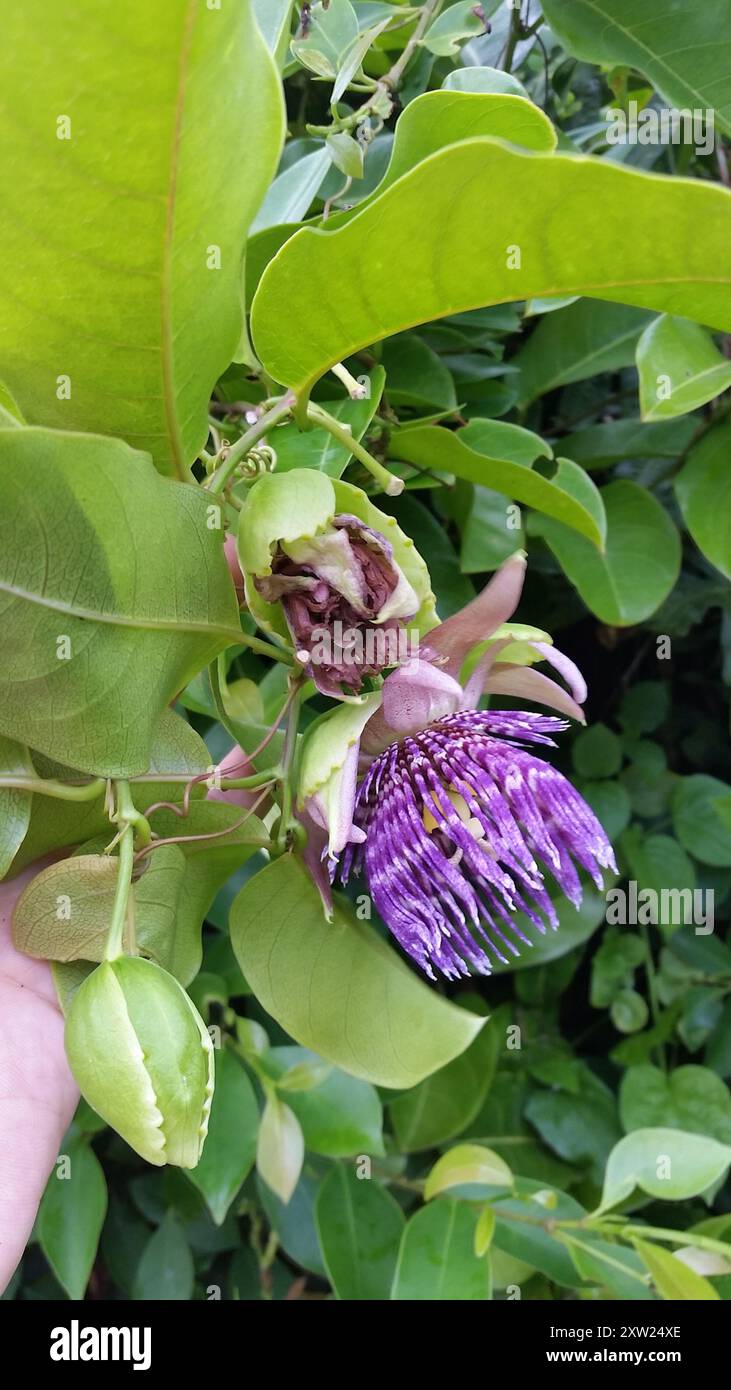 goldene Glockenblume (Passiflora laurifolia) Plantae Stockfoto