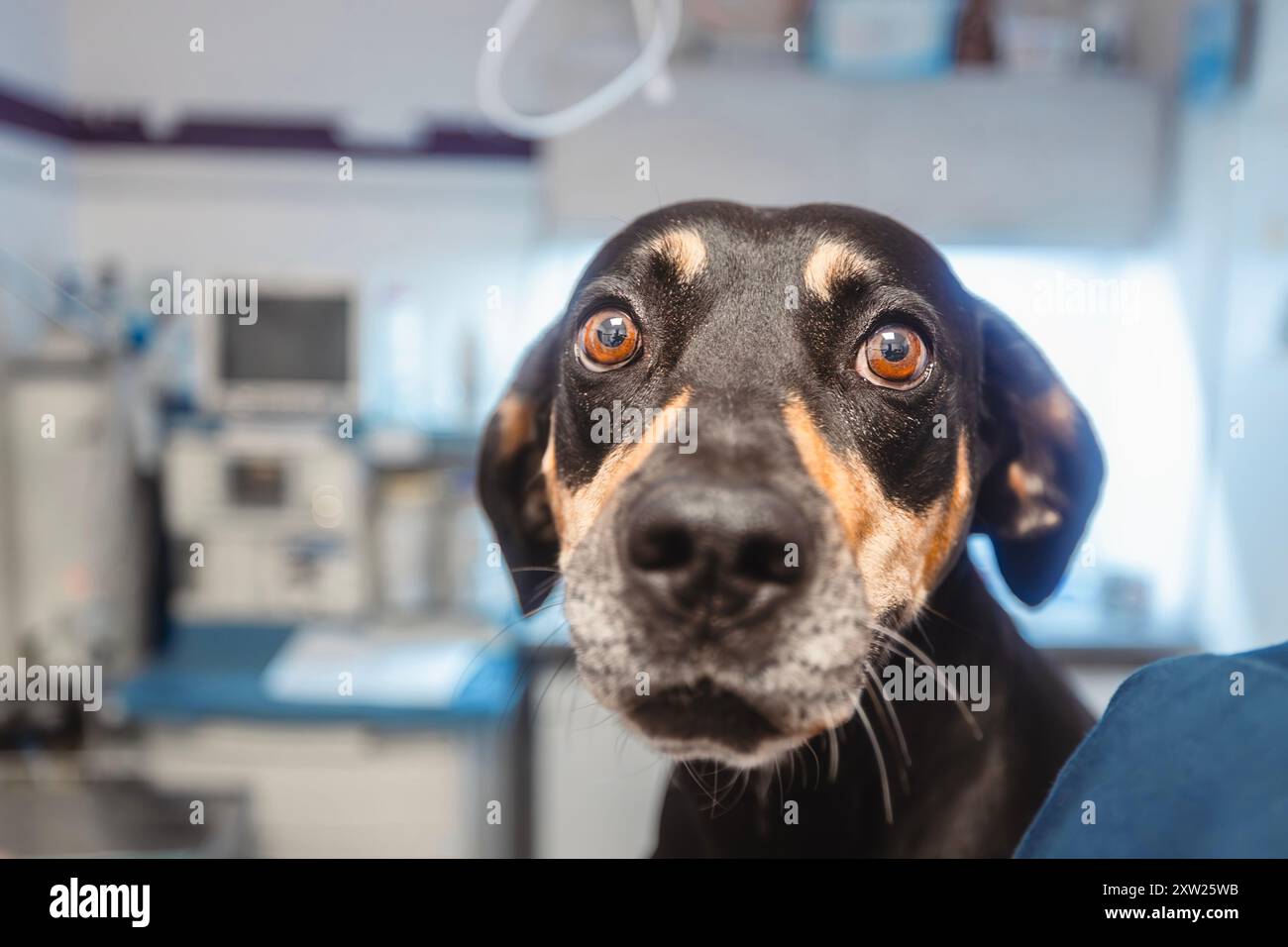 Porträt eines verängstigten Hundes beim Blick auf die Kamera vor der ärztlichen Untersuchung in der Tierklinik. Stockfoto