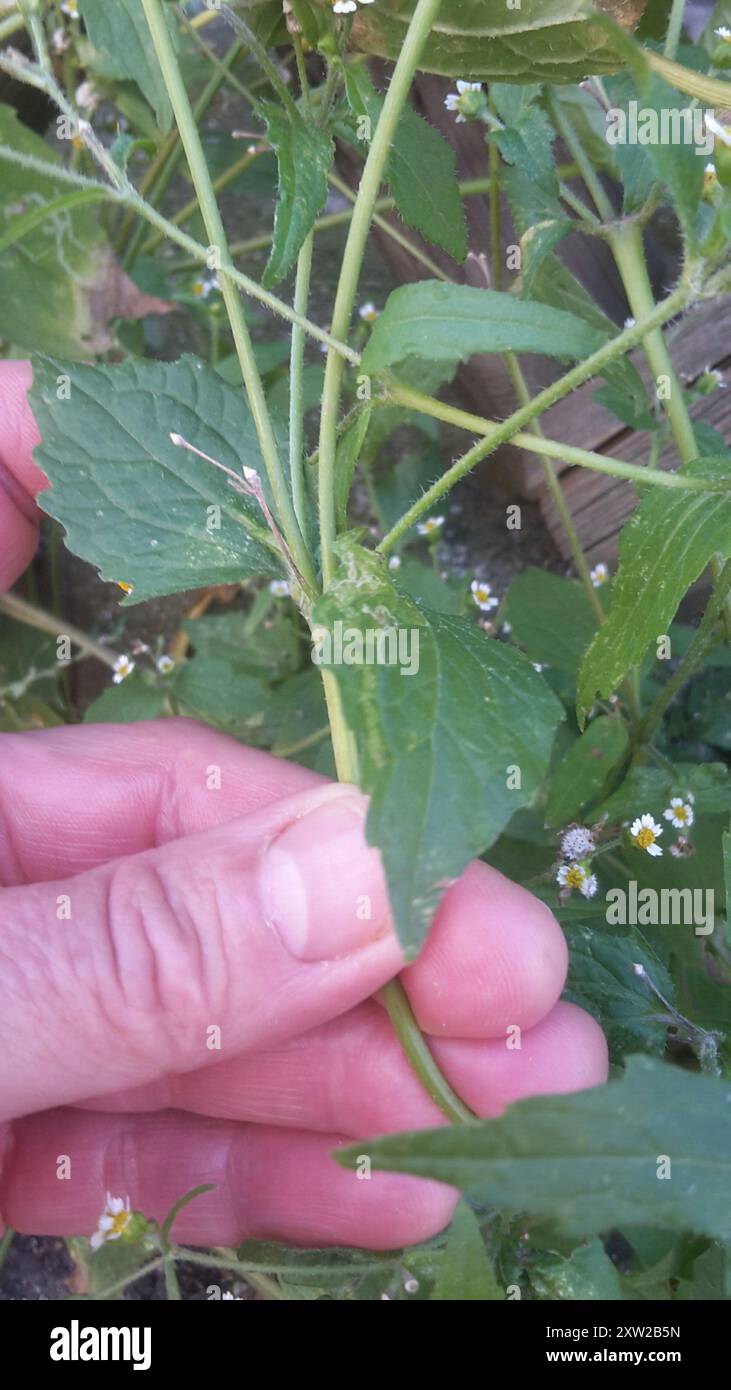 shaggy Soldat (Galinsoga quadriradiata) Plantae Stockfoto