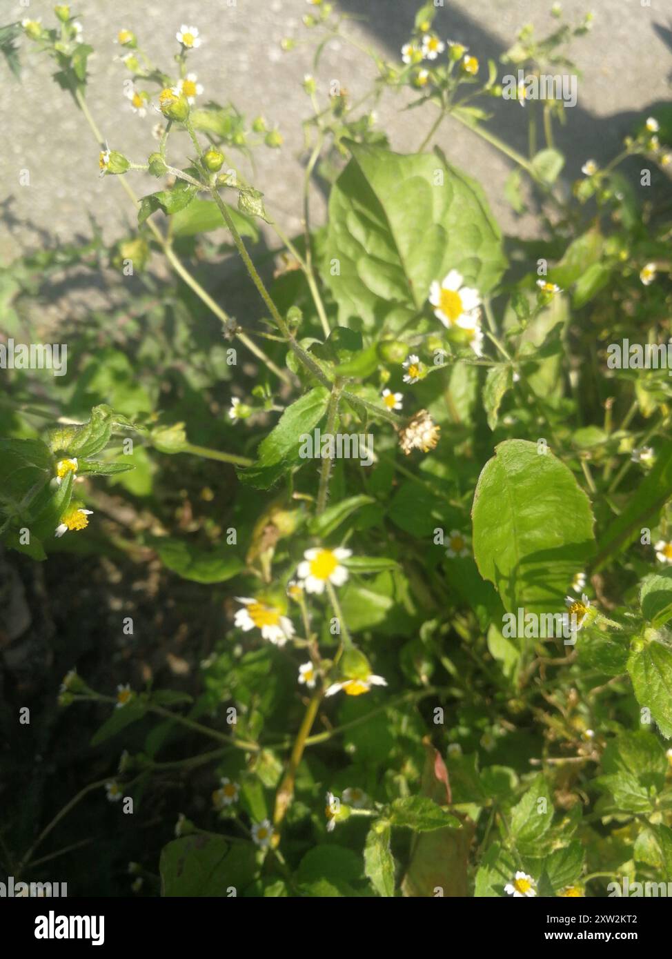 shaggy Soldat (Galinsoga quadriradiata) Plantae Stockfoto