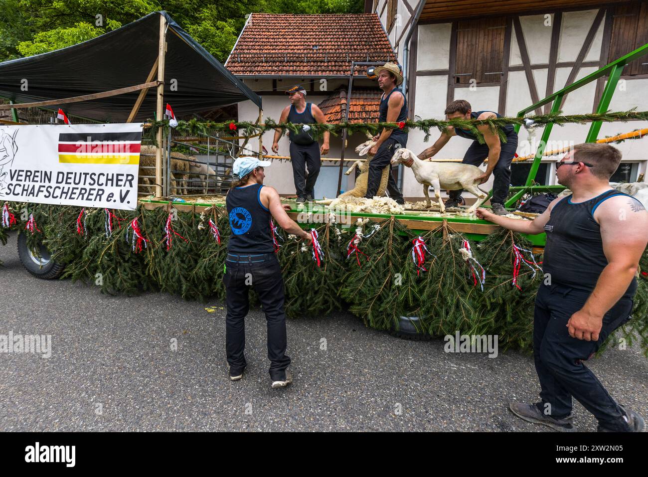 Der Deutsche Schererverband demonstriert sein Handwerk während der Prozession beim Schäferlauf 2024 in Wildberg, Baden-Württemberg Stockfoto