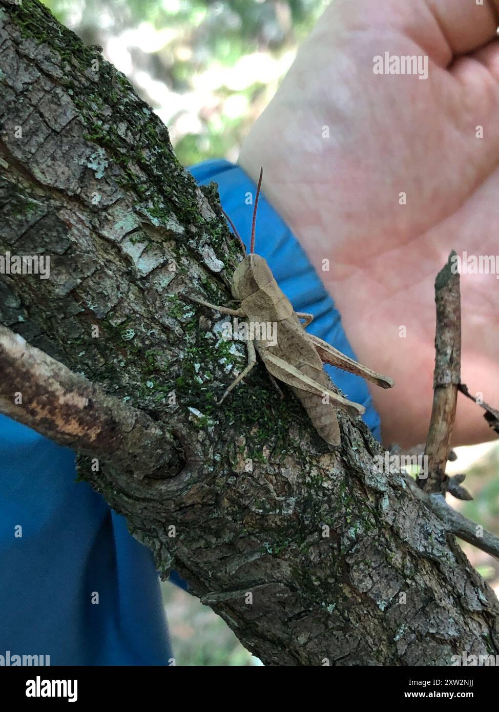 Rocky Mountain Streused Locust (Chloealtis abdominalis) Insecta Stockfoto
