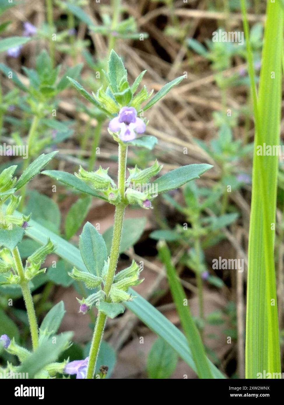 basilikum-Thymian (Clinopodium acinos) Plantae Stockfoto