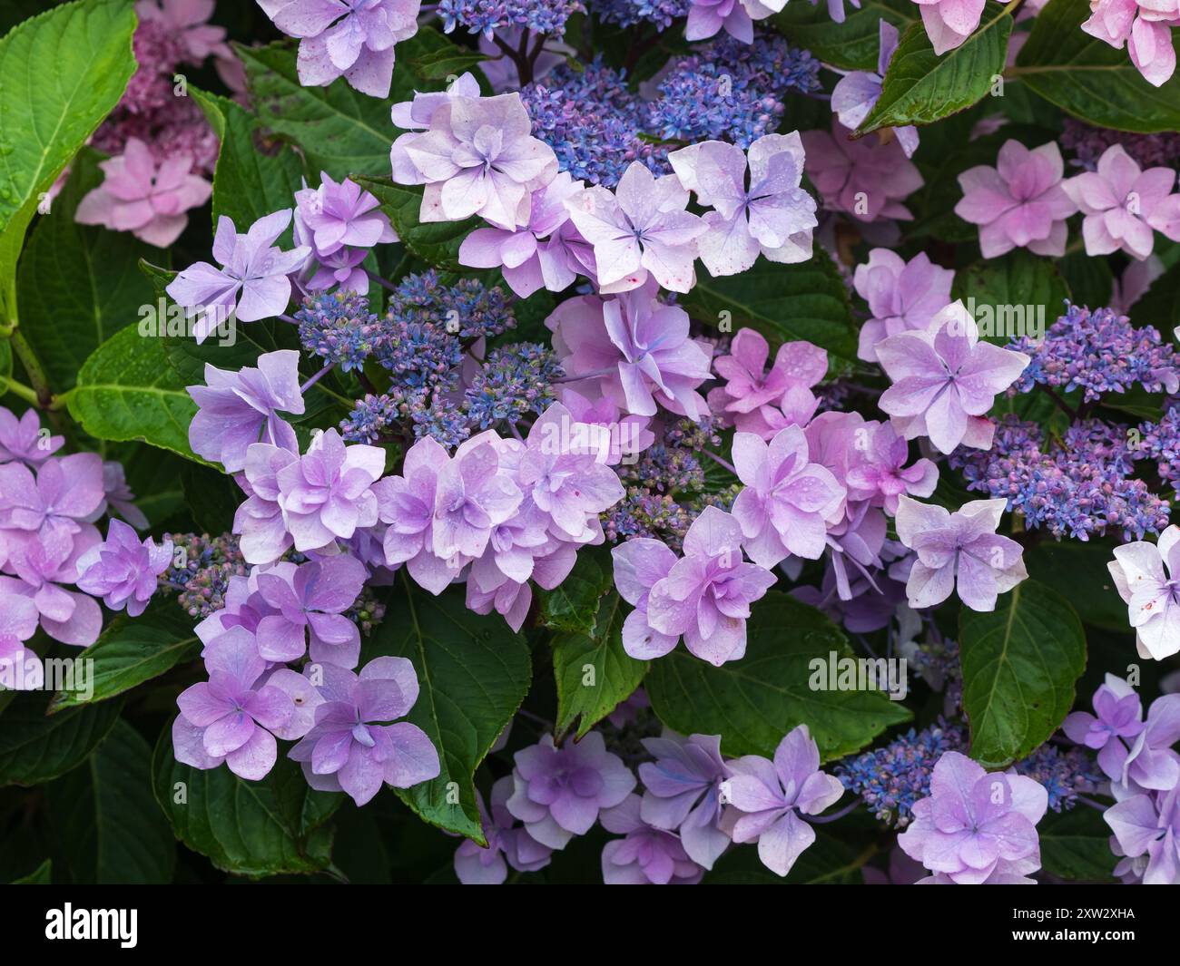 Hydrangea macrophylla „Jogasaki“, eine Lakecap-Sorte mit doppelten sterilen Röschen und einzelnen fruchtbaren Blüten Stockfoto