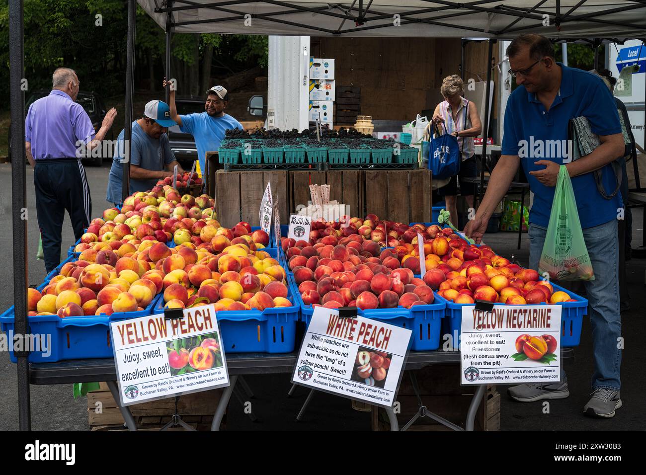 Reston, VA, USA – 17. August 2024. Ein Foto von einem Obststand und Kunden, die Produkte auf einem Bauernmarkt in Reston, VA, USA auswählen. Stockfoto
