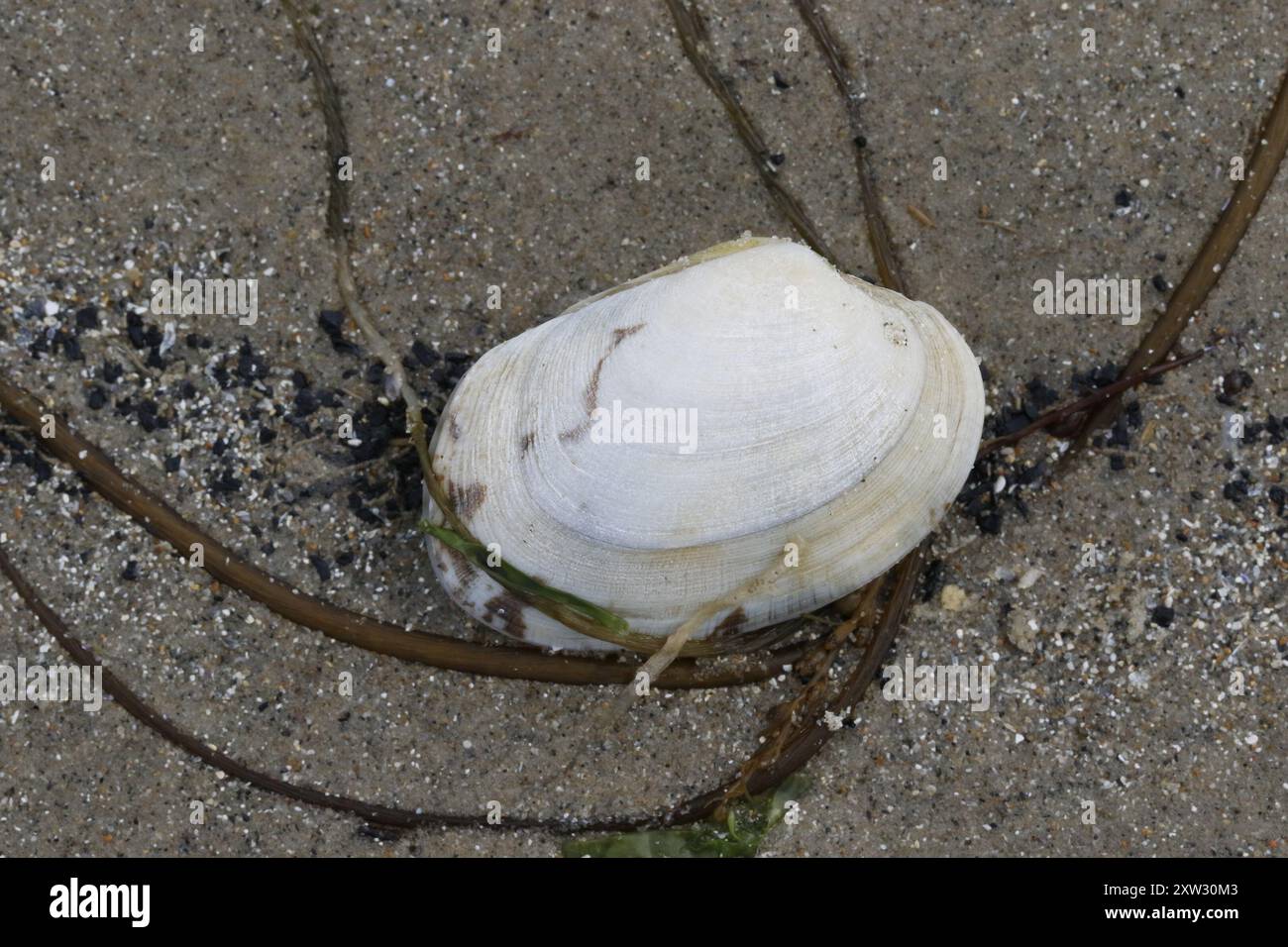 Junghennen Teppichschale (Venerupis corrugata) Mollusca Stockfoto