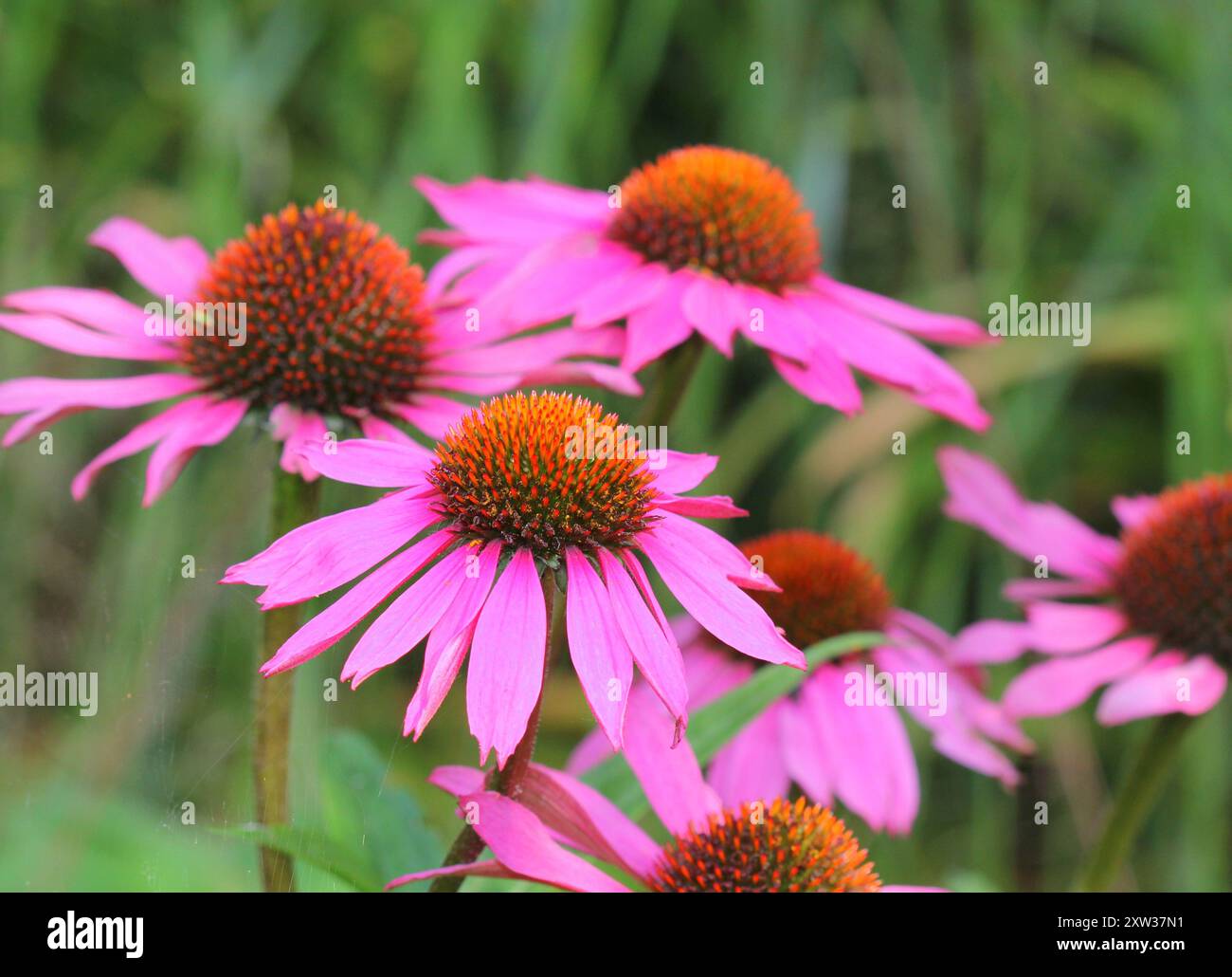 Eine Nahaufnahme von Echinacea purpurea 'Magnus' oder Coneflower Stockfoto
