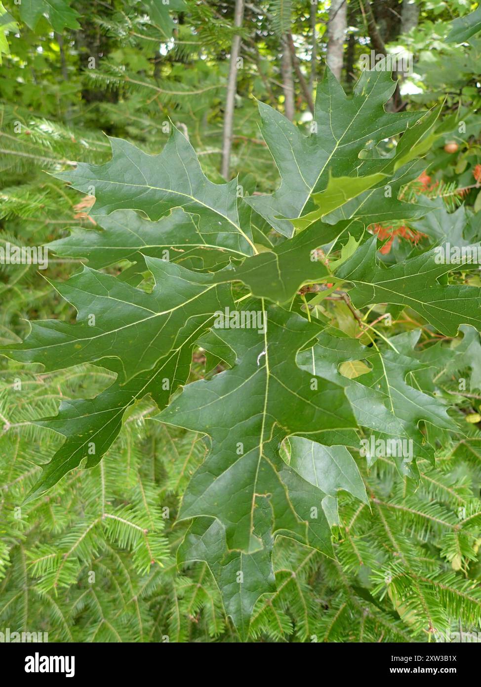 nördliche Nadeleiche (Quercus ellipsoidalis) Plantae Stockfoto