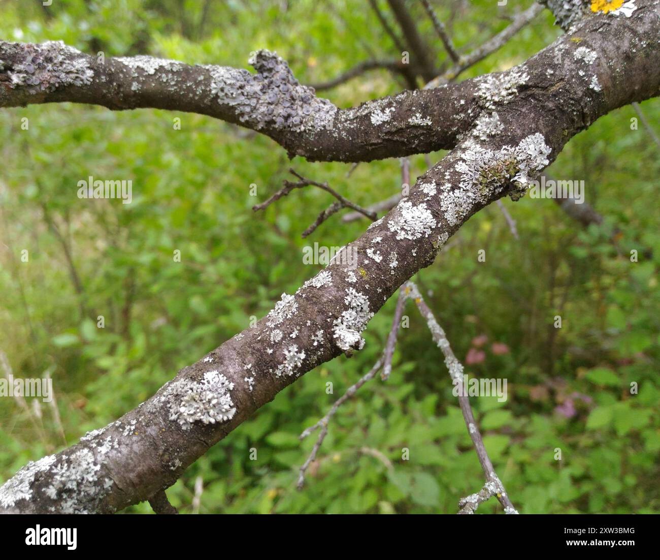 Hornrosettenflechte (Physcia aipolia) Pilze Stockfoto