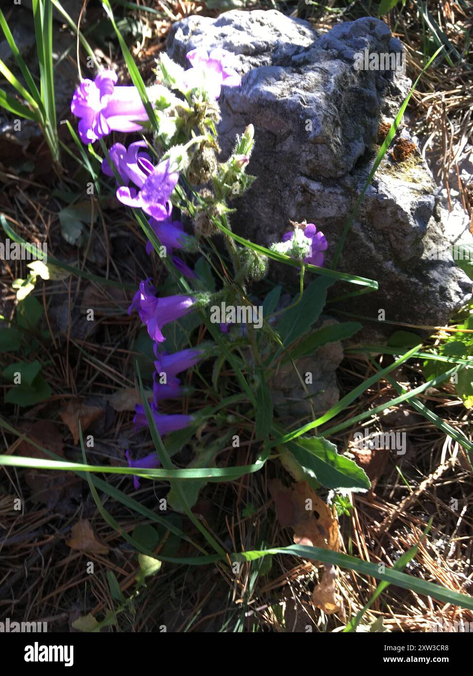 (Campanula sibirica taurica) Plantae Stockfoto