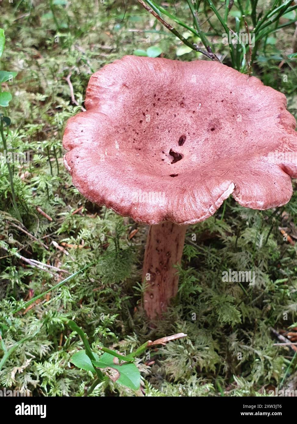 Rufus-Milkcap-Pilze (Lactarius rufus) Stockfoto