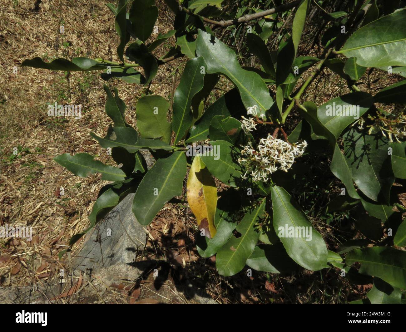 Fackelbaum (Ixora pavetta) Plantae Stockfoto