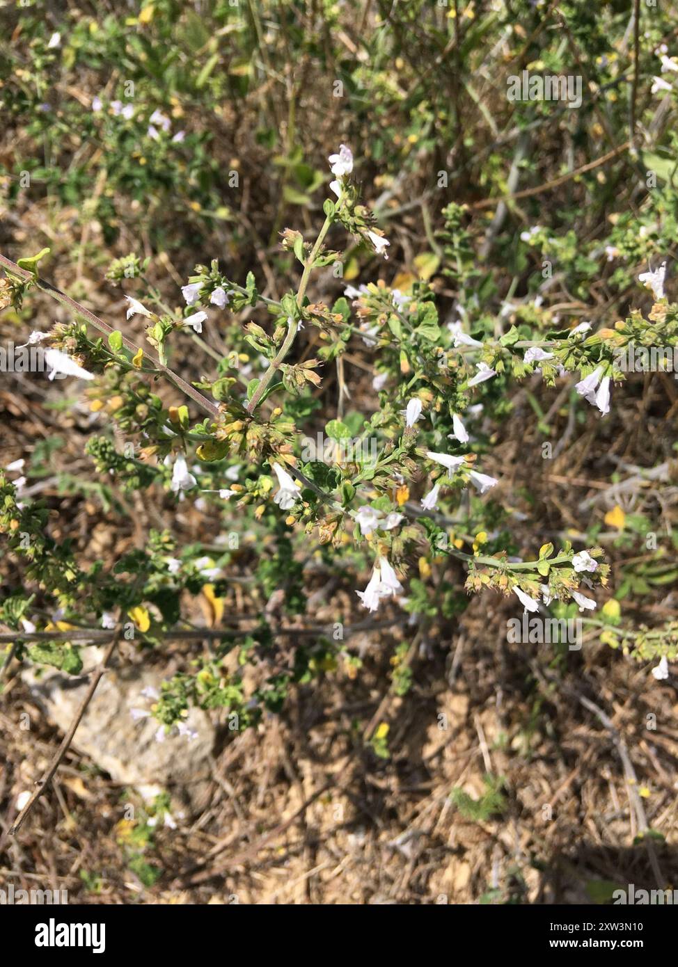 basilikum-Thymian (Clinopodium acinos) Plantae Stockfoto