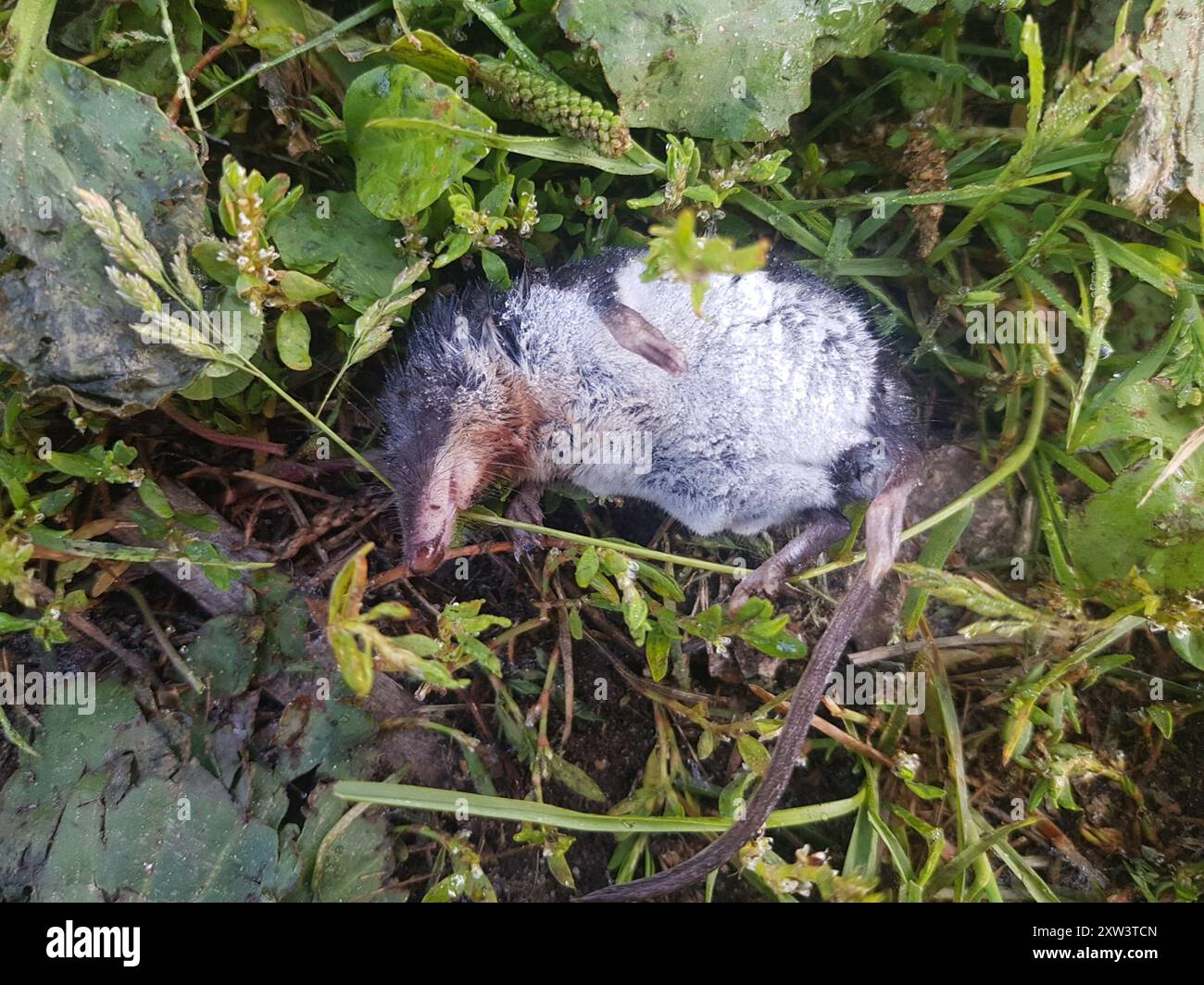 Eurasische Wasserspitzel (Neomys fodiens) Mammalia Stockfoto