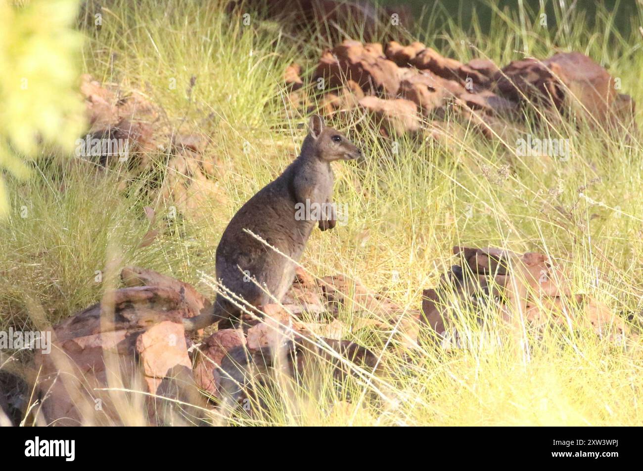 Westlicher Kurzohr-Rock Wallaby (Petrogale brachyotis) Mammalia Stockfoto