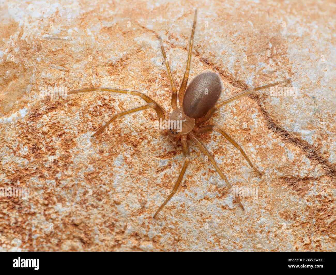 Mediterrane Einsiedlerspinne, Geigenspinne (Loxosceles rufescens), Braune Einsiedlerspinne, in ihrem wilden Lebensraum. Stockfoto