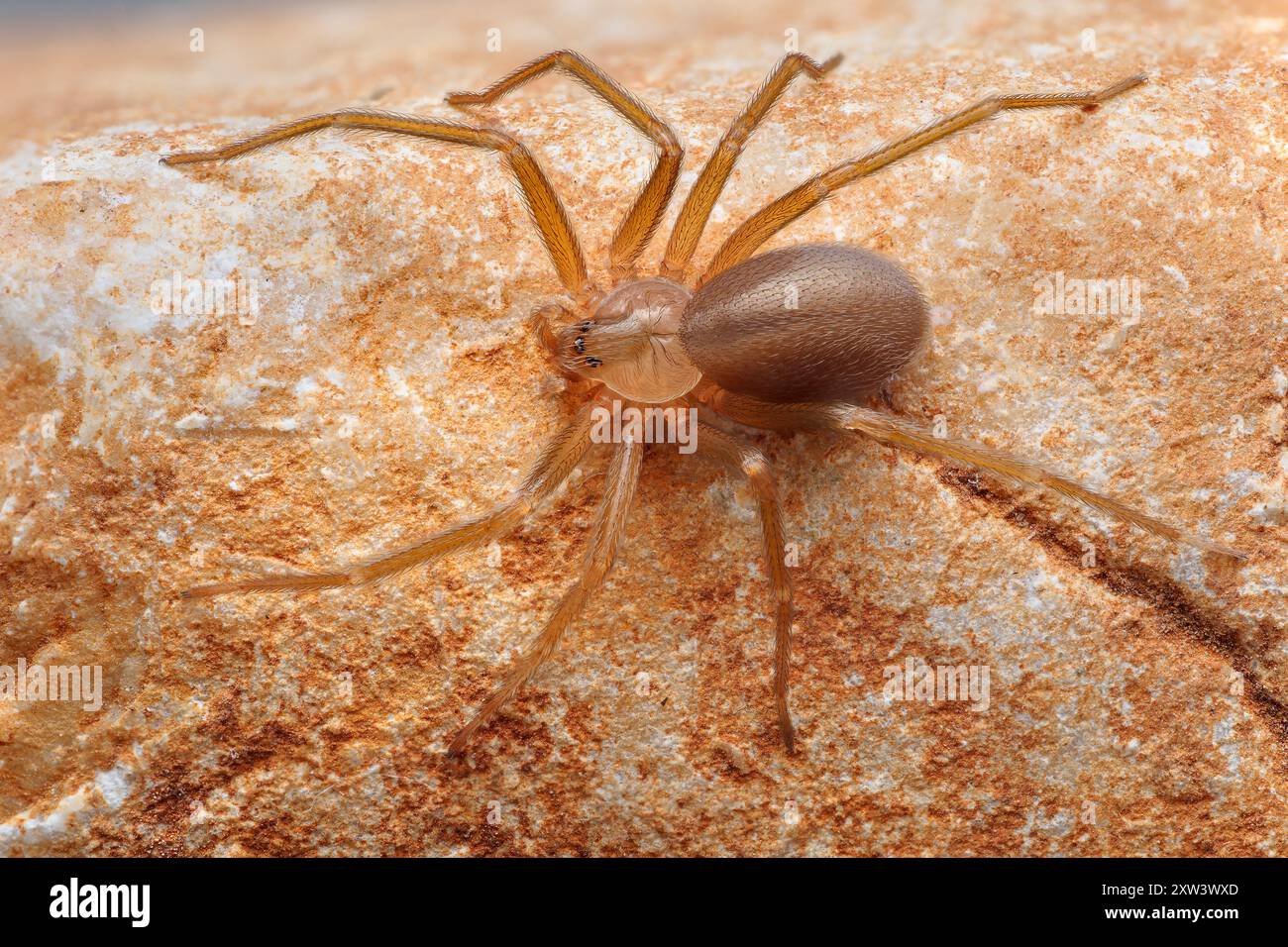 Mediterrane Einsiedlerspinne, Geigenspinne (Loxosceles rufescens), Braune Einsiedlerspinne, in ihrem wilden Lebensraum. Stockfoto