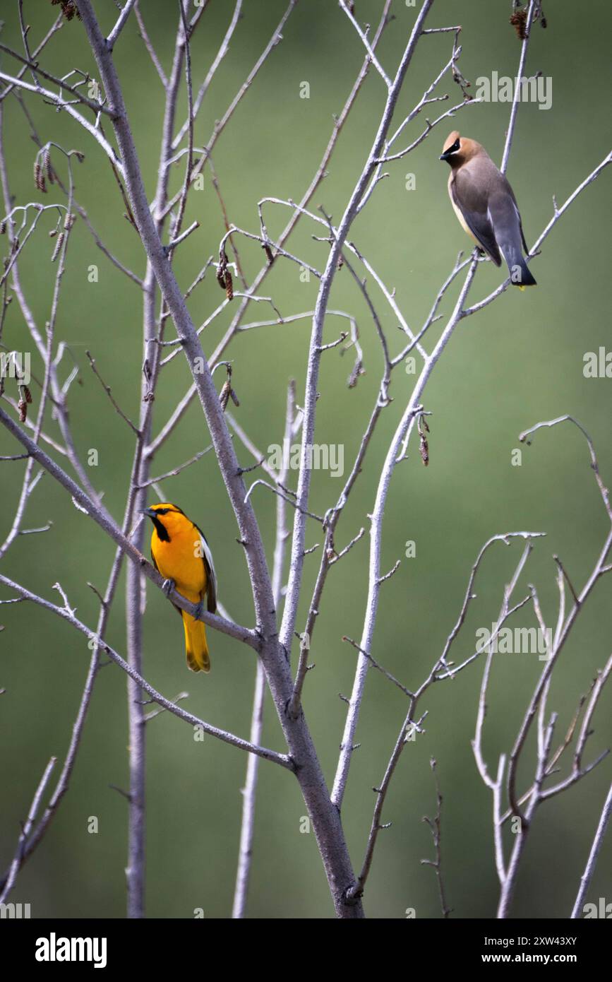 Ein Zedernwachs, der auf einen Bullocks oriole in einem Baum blickt. South Park Wildlife Habitat Management Area, Wyoming Stockfoto