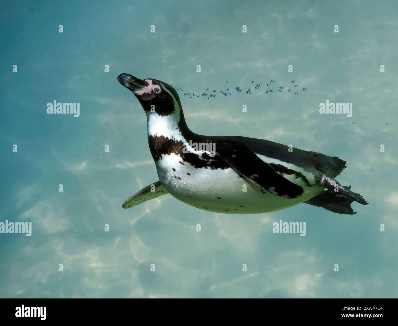 Humboldtpinguin (Spheniscus humboldti) schwimmt unter blauem Wasser, indem er Bläschen bildet Stockfoto