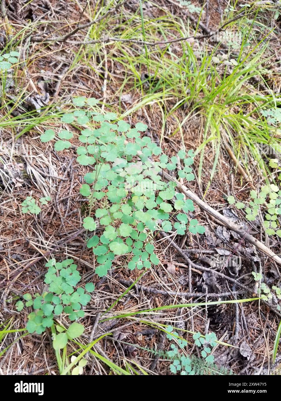 Fendler's Meadow-rue (Thalictrum fendleri) Plantae Stockfoto
