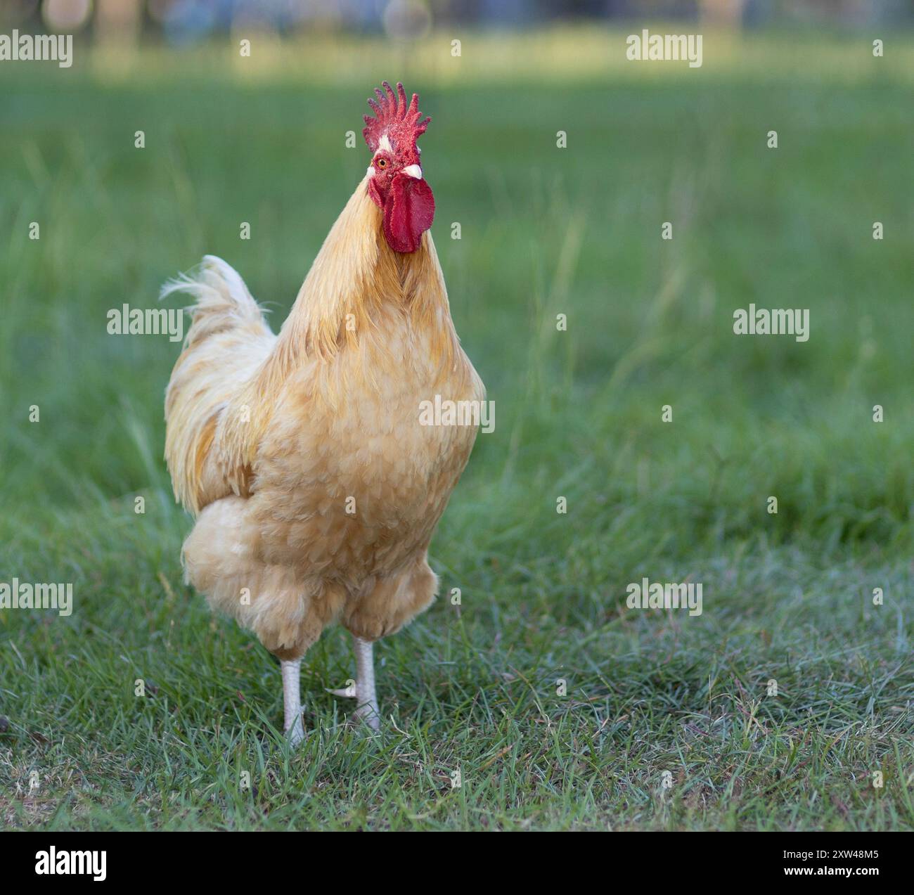 Freizügiger Orpington Hahn auf einer Bio-Farm in der Nähe von Raeford North Carolina, der aussieht, als würde er Aufmerksamkeit erregen. Stockfoto