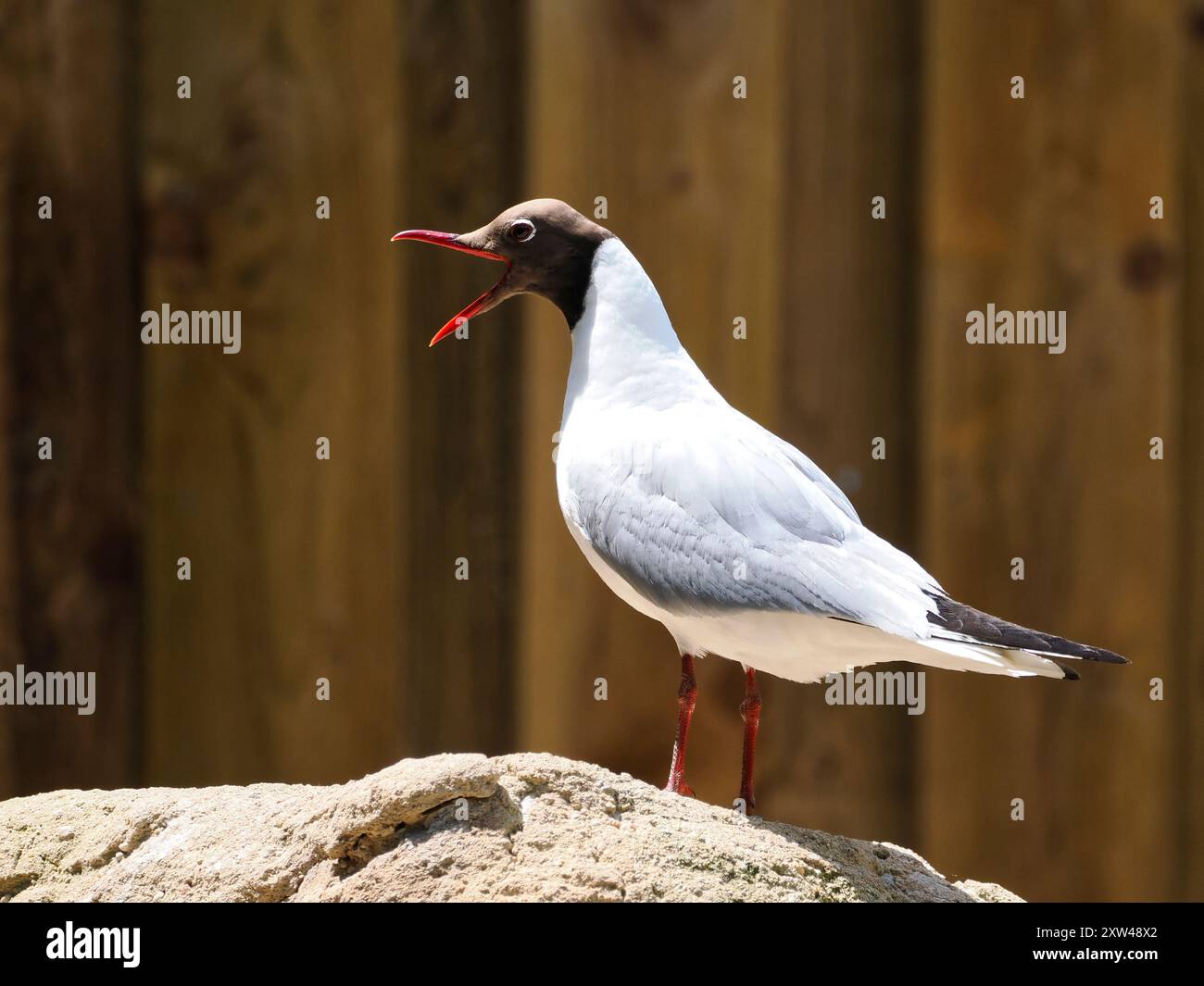 Schwarzkopfmöwe (Chroicocephalus ridibundus) auf einem Felsen mit offenem Schnabel und vom Profil aus gesehen Stockfoto Schwarzkopfmöwe (Chroicocephalus ridibundus) auf einem Felsen mit offenem Schnabel und vom Profil aus gesehen Stockfoto