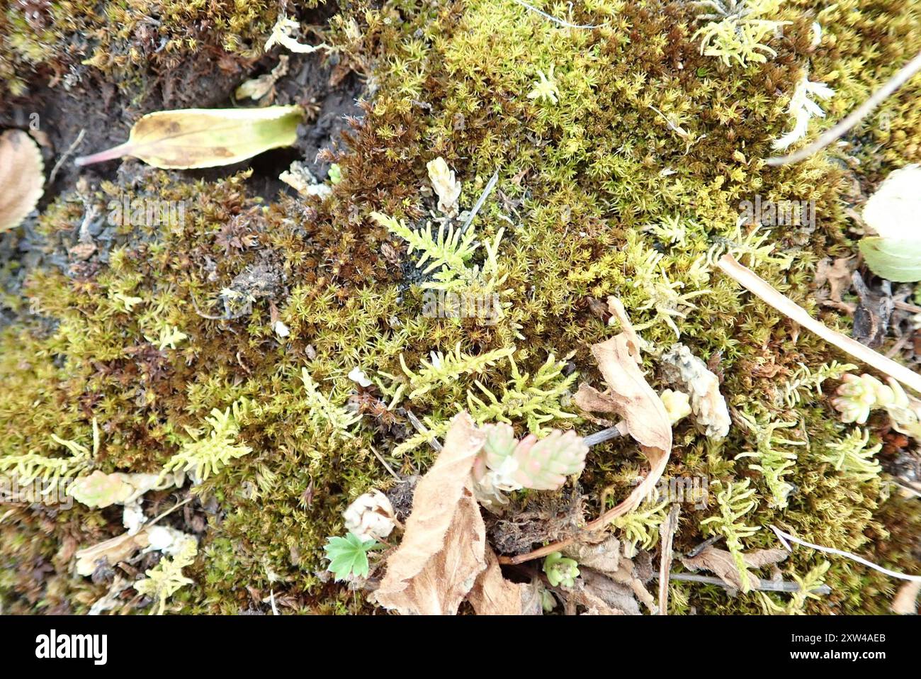 Tanne Tamarisk-Moos (Abietinella abietina) Plantae Stockfoto