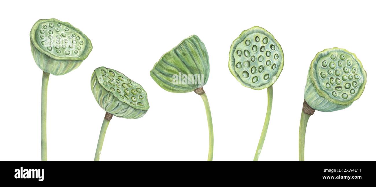 Lotus-Samenkopf mit biegsamen Stielen. . Wasserlilienschoten Clipart. Tropische Wasserpflanzen. Getrocknete orientalische exotische Blüte. Heiliger Lotus. Stockfoto