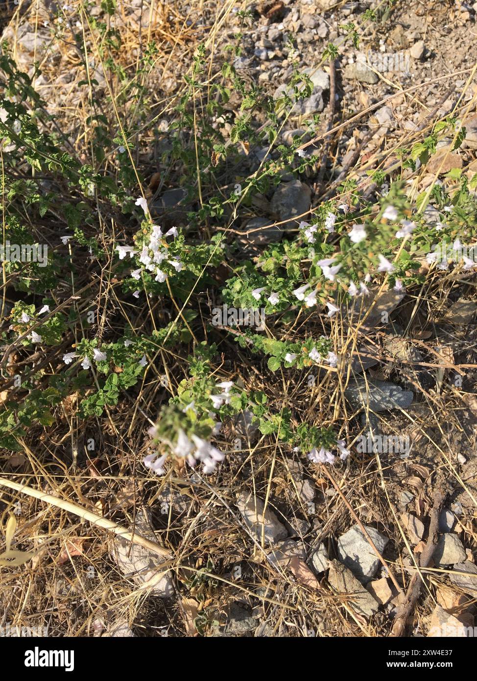 basilikum-Thymian (Clinopodium acinos) Plantae Stockfoto