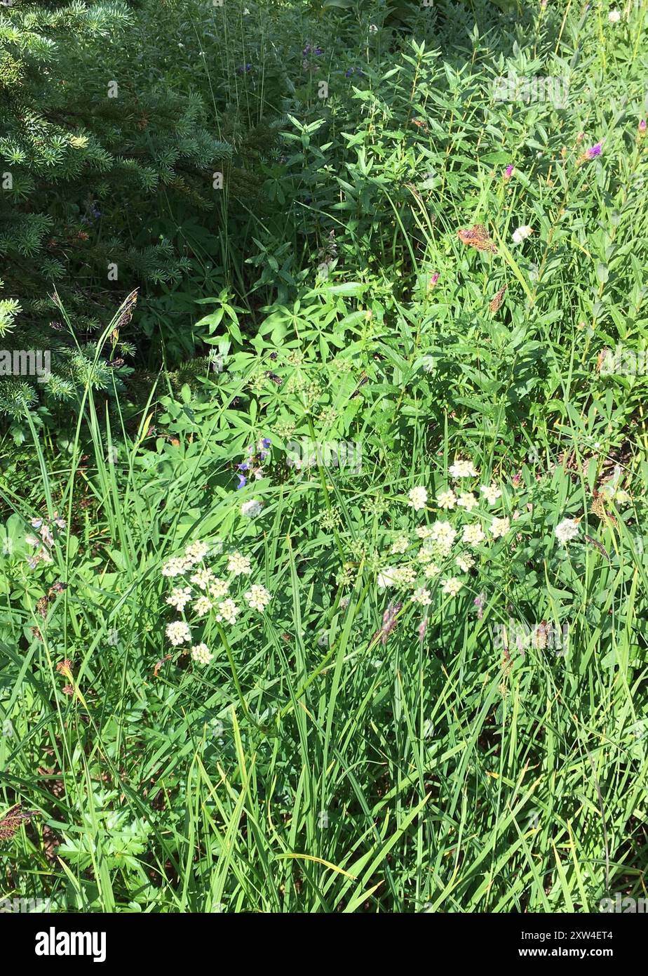 Gray's Lovage (Ligusticum grayi) Plantae Stockfoto