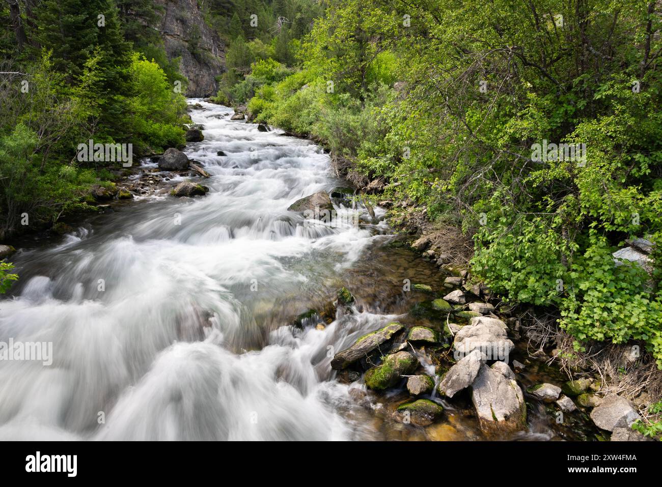 Der Palisades Creek stürzt über felsige Kaskaden, während er sich durch den umliegenden Wald biegt. Caribou-Targhee National Forest, Idaho Stockfoto